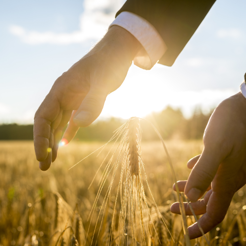 Wheat field